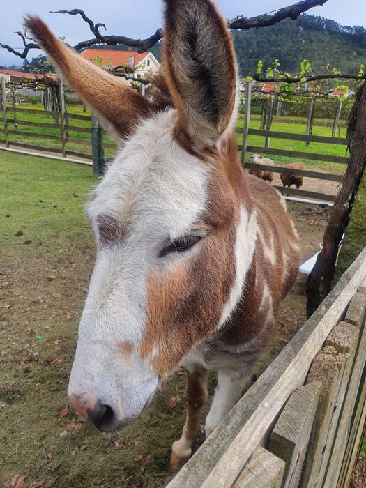 Burro mirandês .