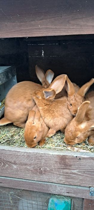 Króliki czerwone nowozelandzkie