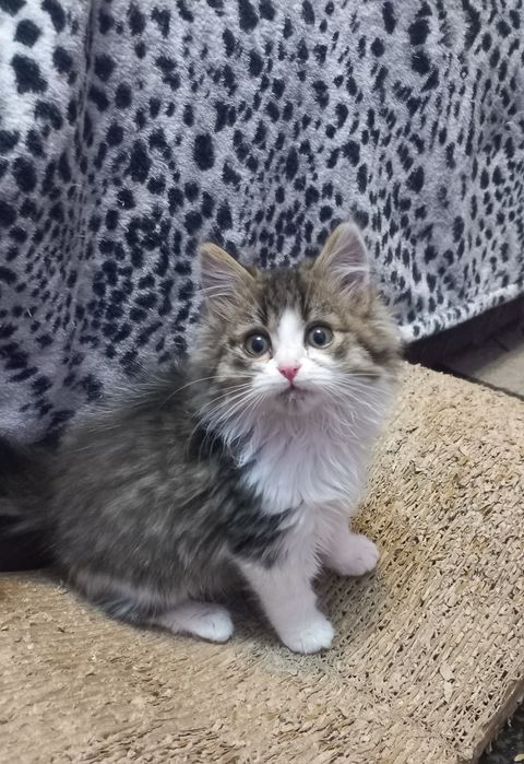 Кузя в найкращу родину