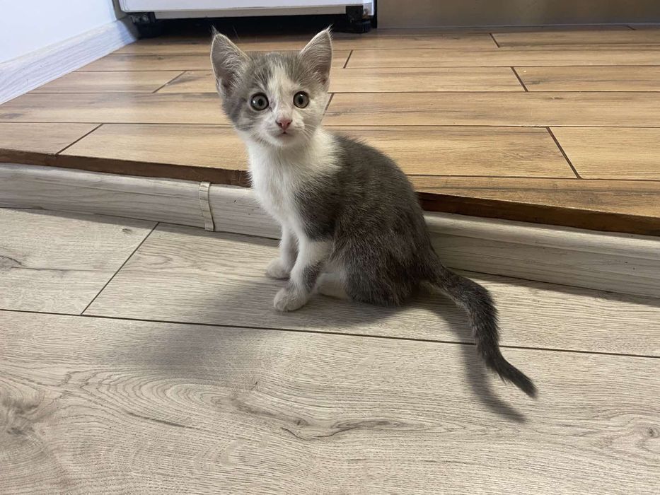 Кішечка в добрі руки