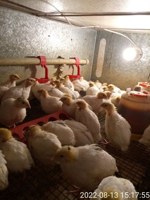 Двух недельные техасские перепела.