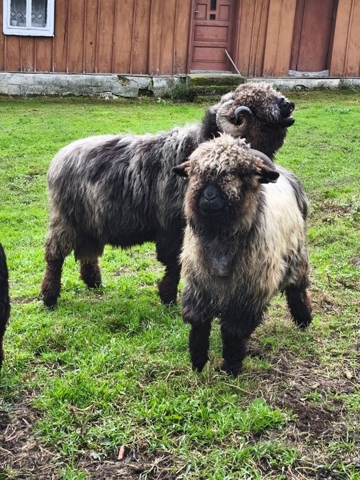 Sprzedam lub zamienię barana