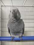 Papagaio cinzento