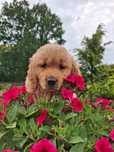 GOLDEN retriever z rodowodem