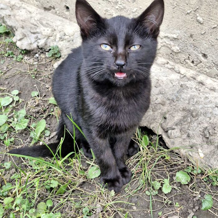 Три гарнющі котики.Дуже лагідні,та гарні