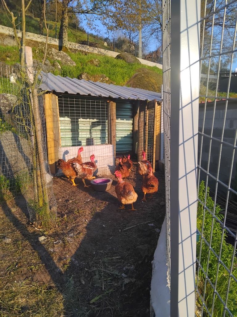 Galos vermelhos caseiros criados no campo