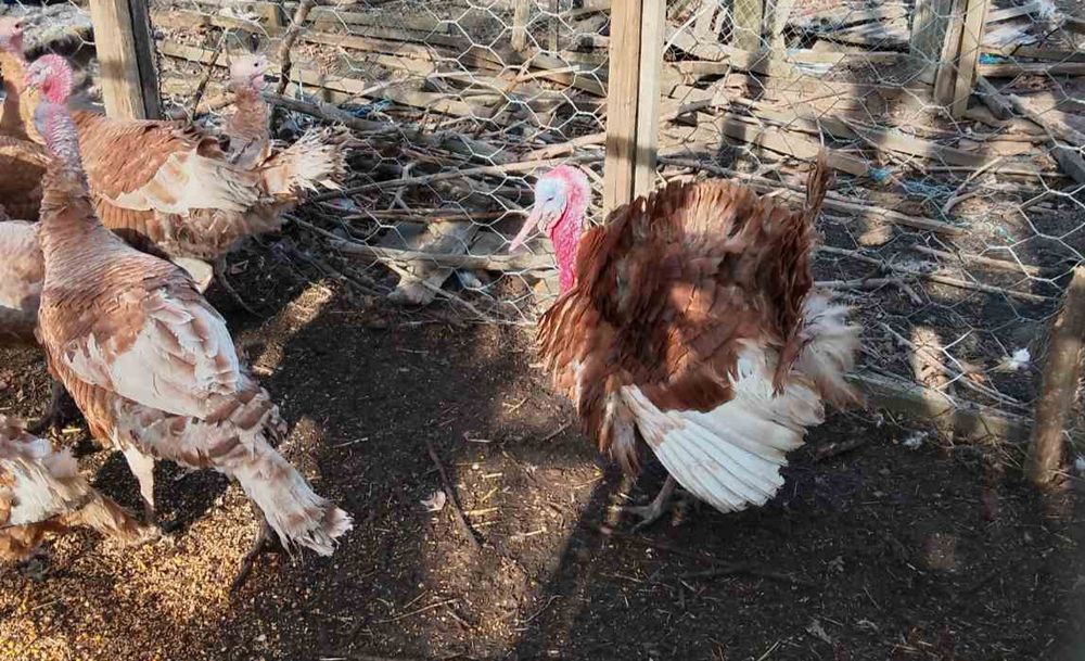 Індики та індички коричневий бурбон.