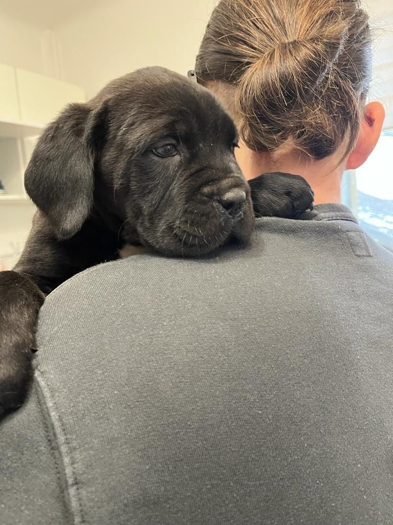 Cane Corso mocny Pies