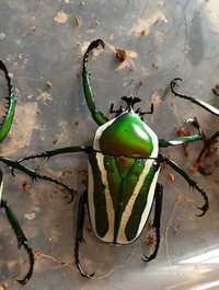 Larwy chrząszcza Dicronorrhina derbyana layardi