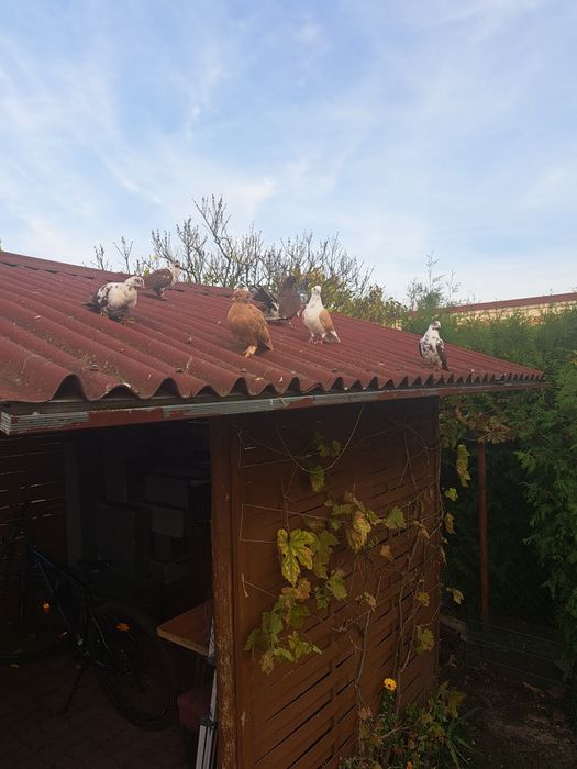 Pawiki i inne golebie