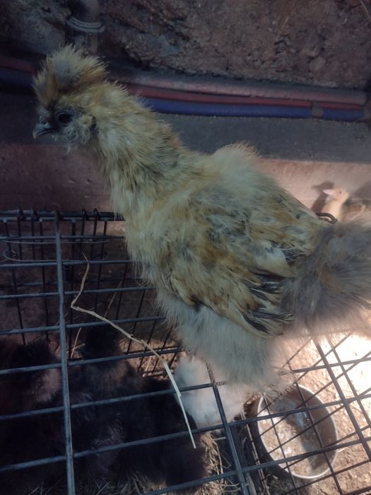 Silka. Ptaki ozdobne. Silka Jedwabista 2023