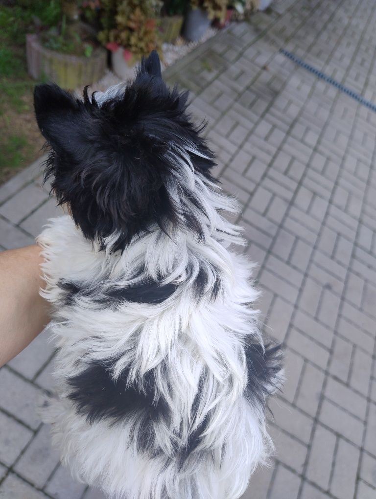 Yorkshire terrier GIZA  Black end white suczka