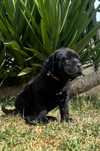 Fêmea preta Cane Corso Italiano com LOP e afixo