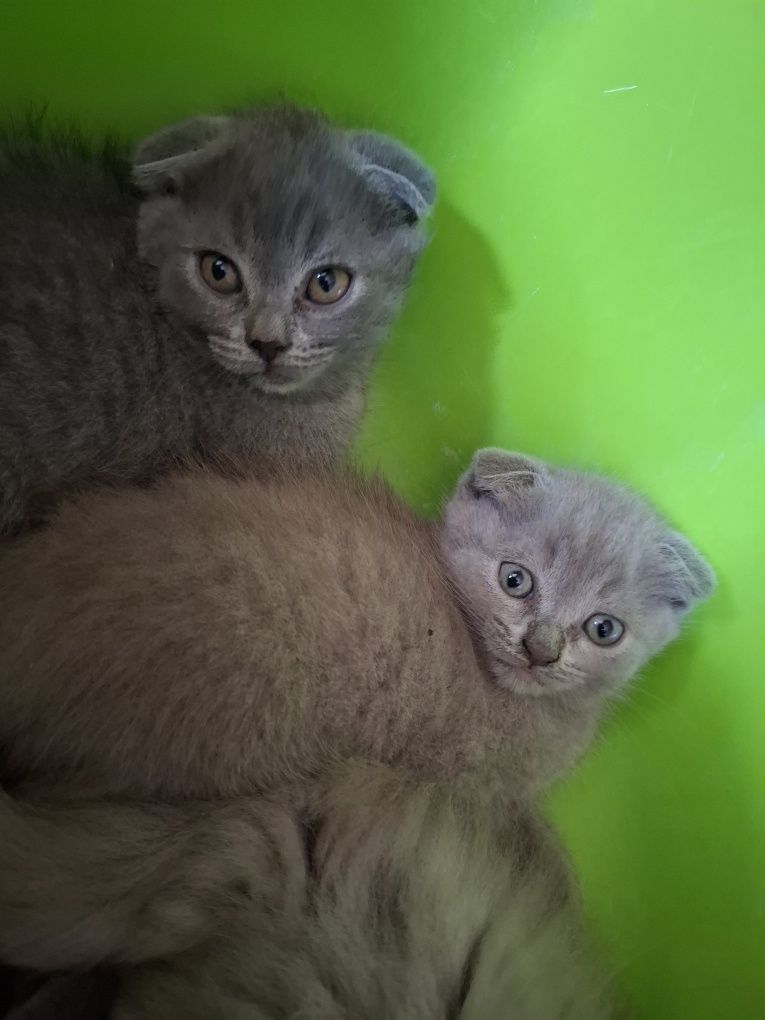 Продам висловухих кошенят
