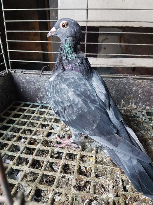 Gołębie pocztowe ,samica