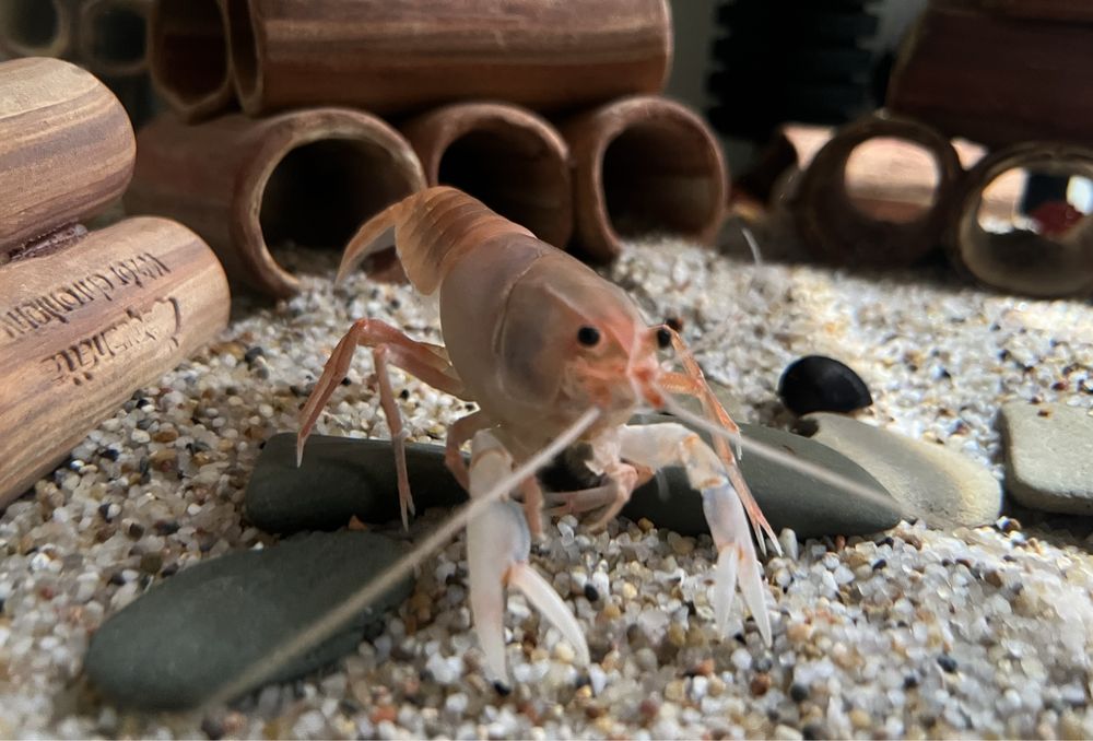 Cherax destructor volcano