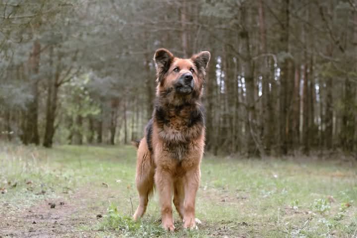 Adoptuj uroczego Kokoska