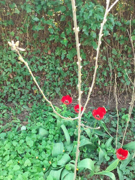 Сажанці гібіскуса