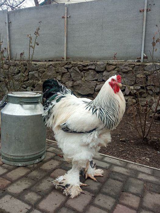 Брама світла. Продаж