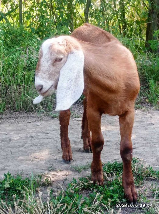 Продам Англонубійські цапки