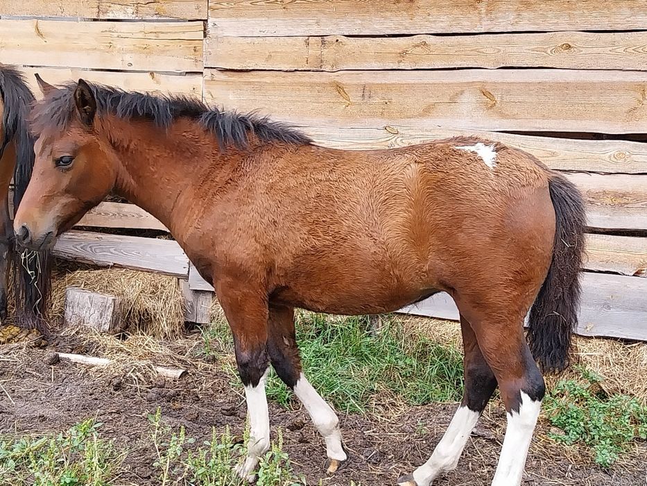 Sprzedam zrybice huculską