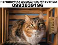 Квартирная передержка кошек и иных животных Киев