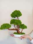 Drzewko bonsai z mchem chrobotkiem.Mech. Prezent. Dekoracje wnętrz.