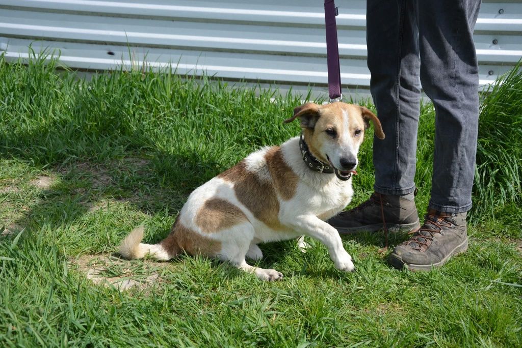 Biały beżowy mały piesek do adopcji