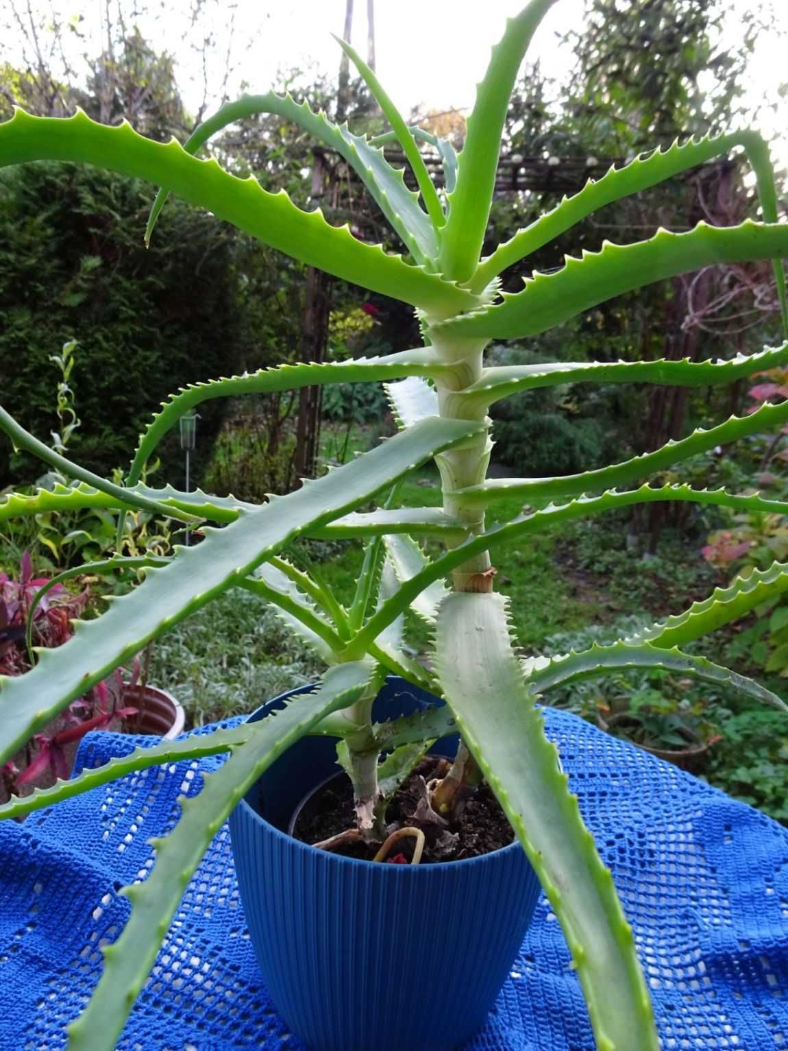 Aloes drzewiasty leczniczy kaktus leczy Kaktusy