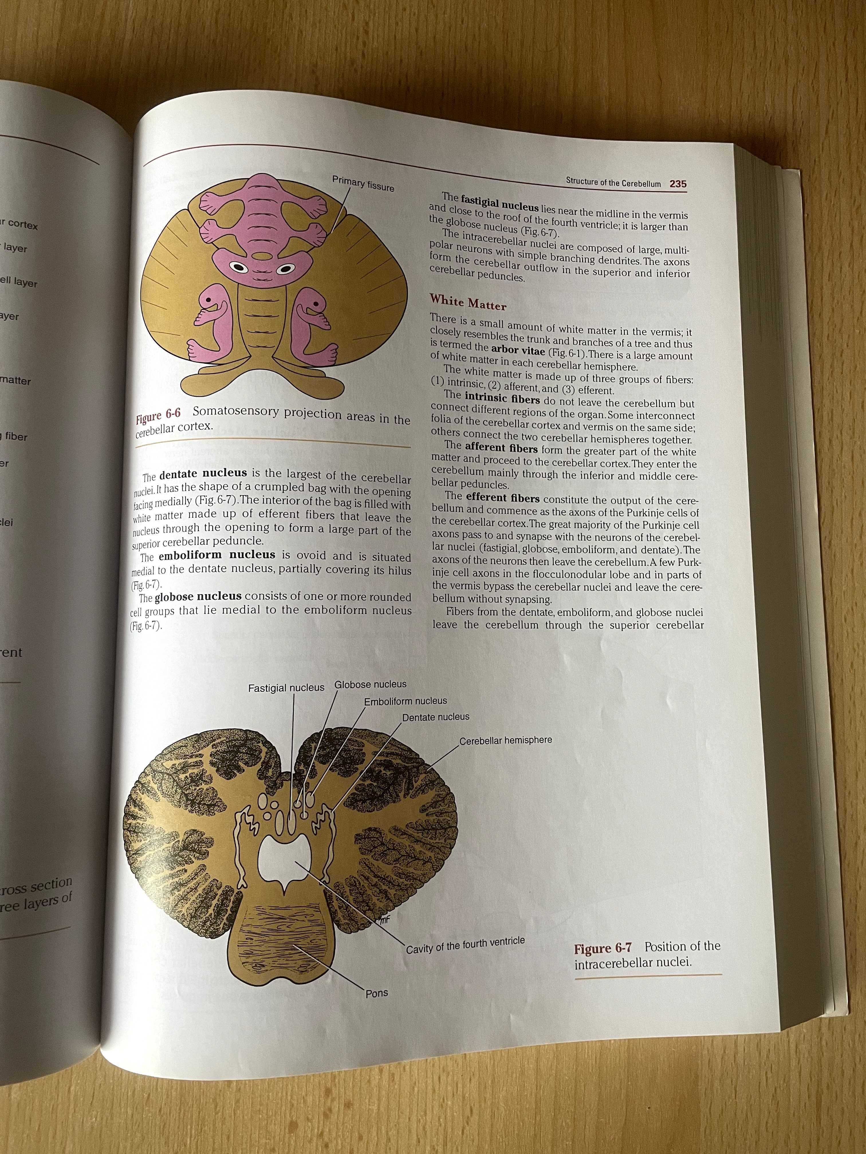 Neuroanatomia kliniczna (Clinical Neuroanatomy 7th Edition, Snell)