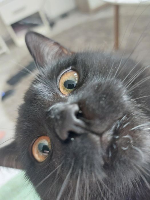 Oddam kotka za darmo!