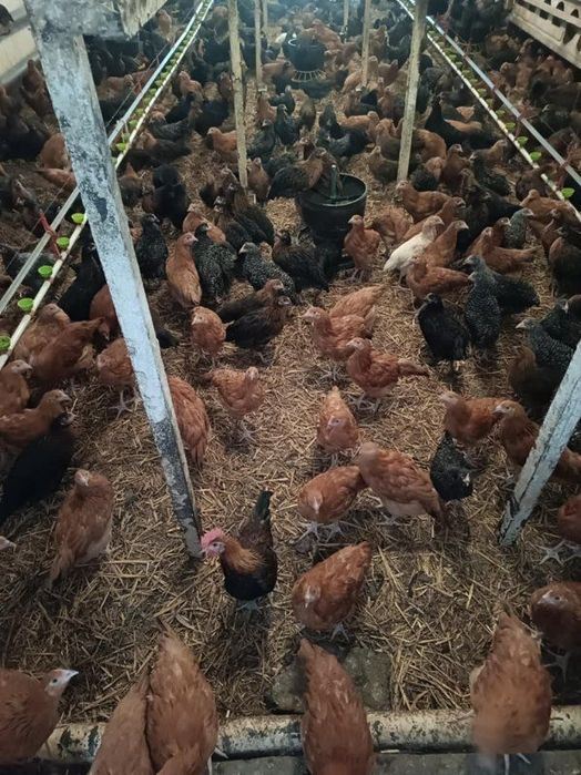 Kury Nioski w różnym wieku