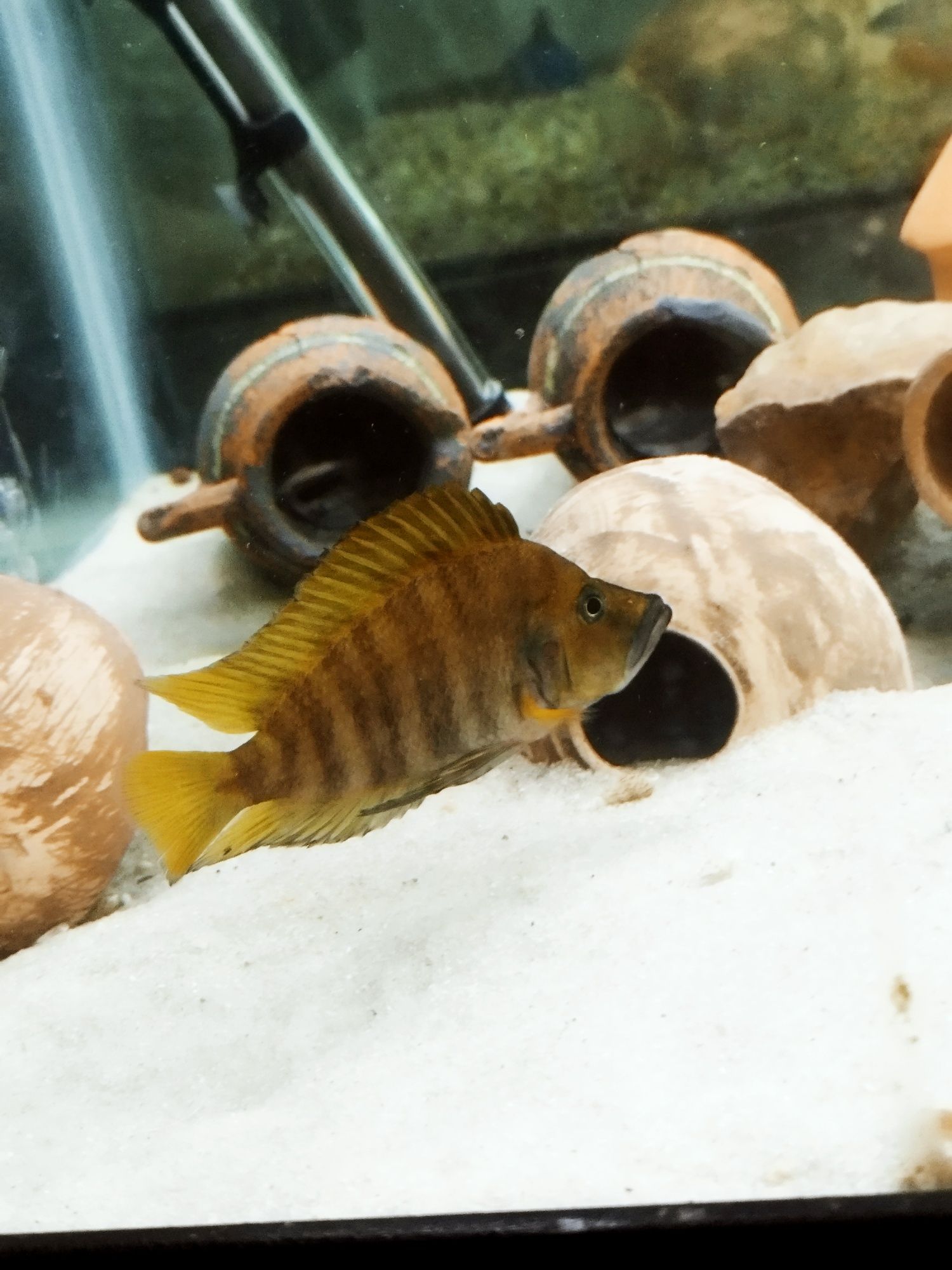 Altolamprologus compressiceps fire fin tanganika