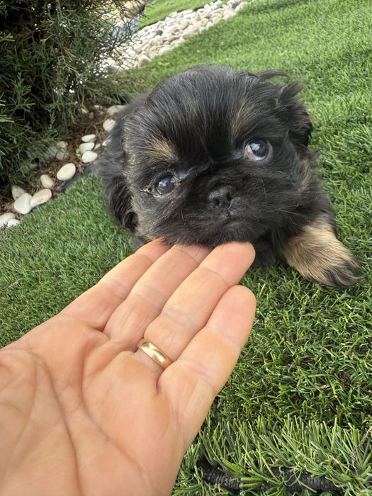 Pequinês/ Pequinoi menina