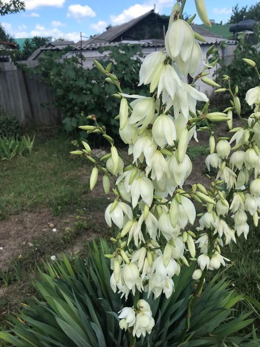 Садові квіти / садовые цветы не дорого