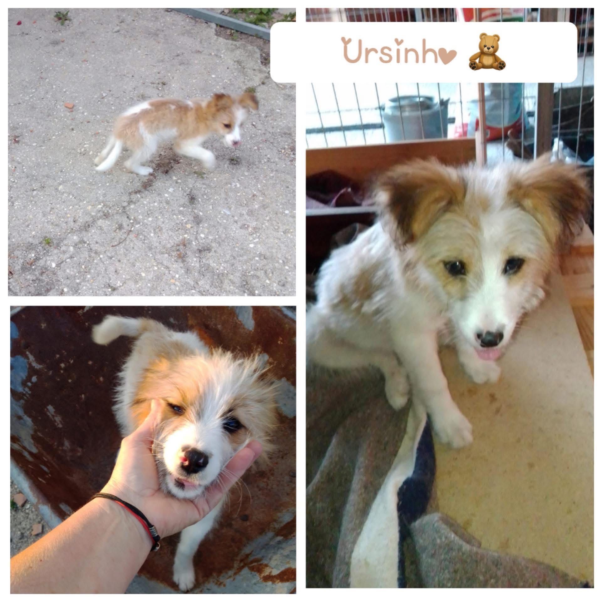 Cachorrinho muito meigo adoção responsável