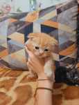 Шотланландский котёнок