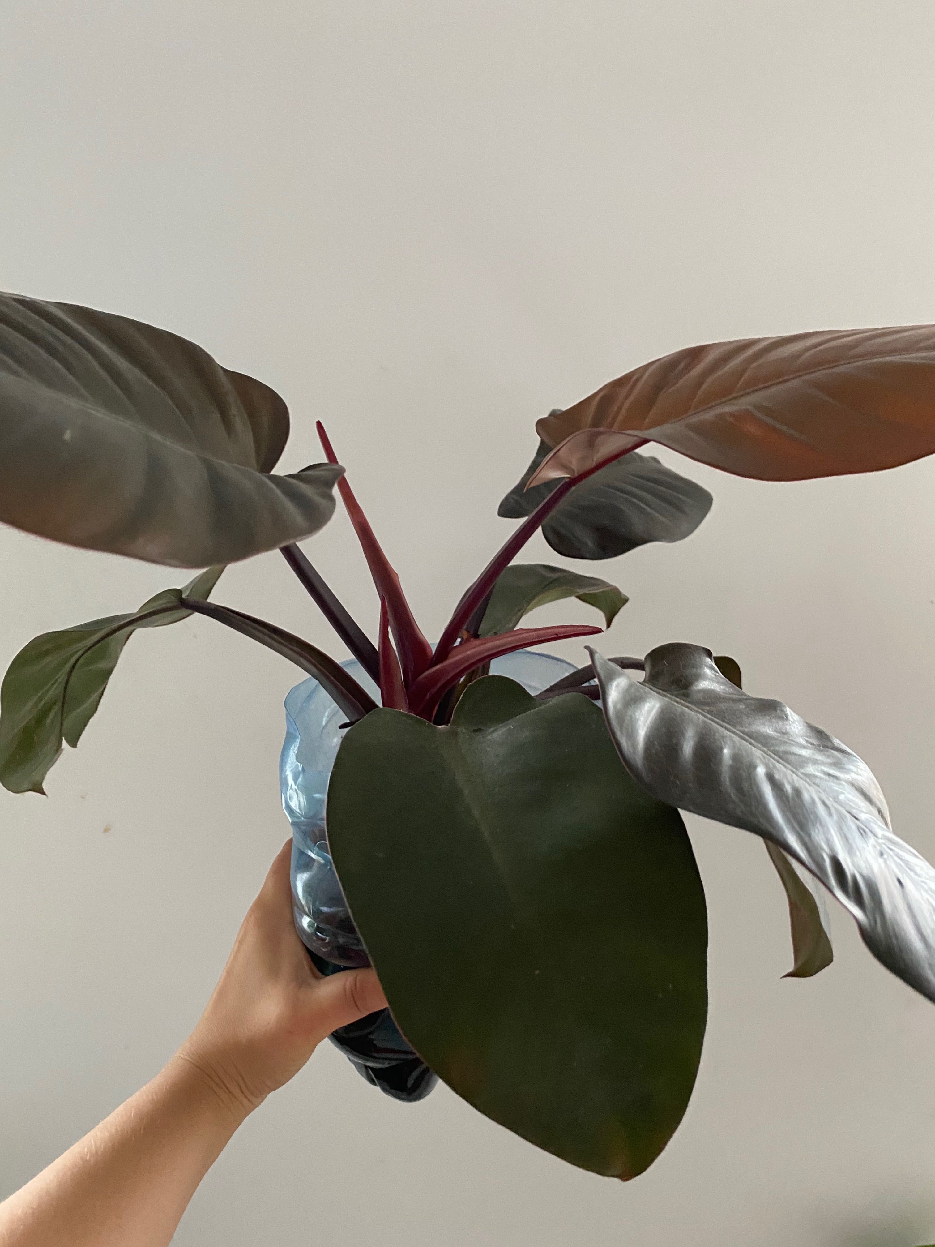 Rezerwacja ! Kwiaty -filodendron/ philodendron, syngonium, homalomena