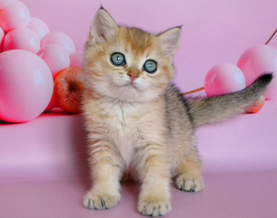 Британський ведмежатко