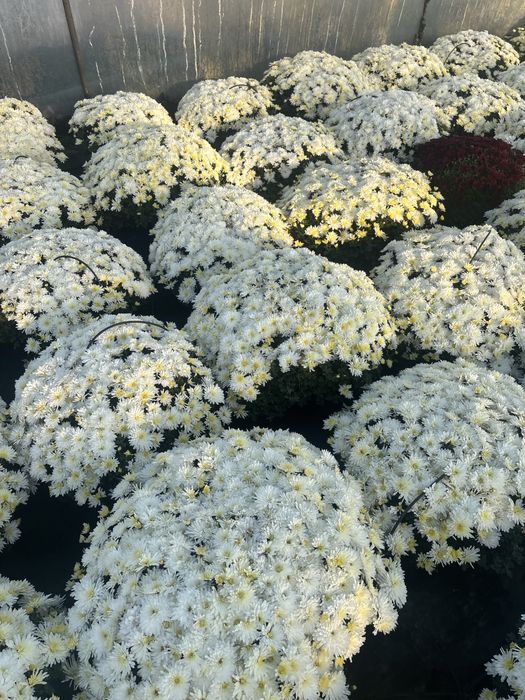 Chryzantemy drobnokwiatowe