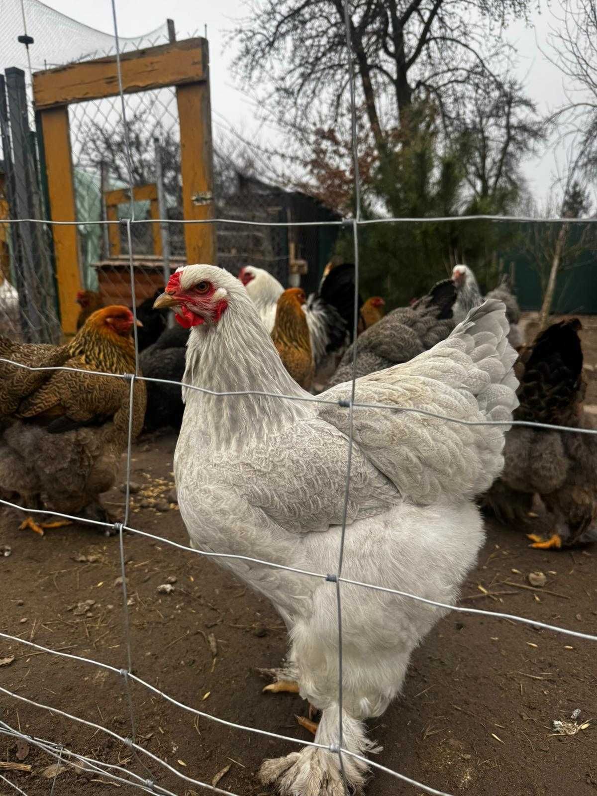 Jaja lęgowe kura Brahma