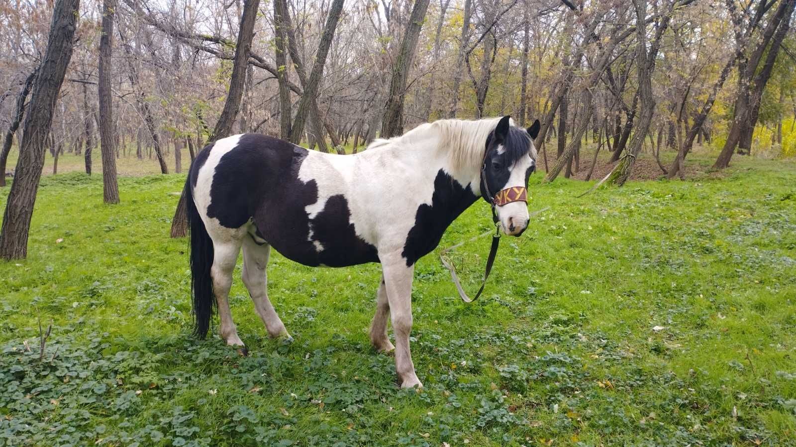 Подкова ношеная лошадью