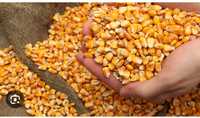 Кукурудза кукурудза доставка 5 грн доставка