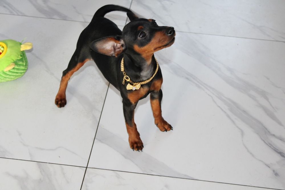 Pinczer miniaturowy FCI