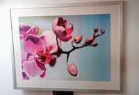 Duży obraz orchidea 118 X 80