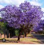 JACARANDÁ - Mimoso   "Bebés "