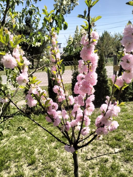 Хакура на штамбі,декоративний мигдаль на штамбі