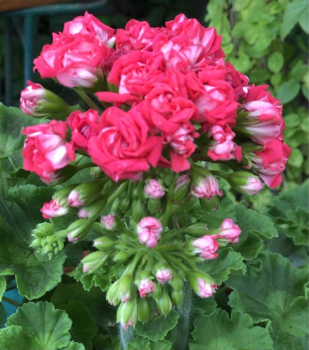 Пеларгония ИВ -Ухарь Купец сортовые