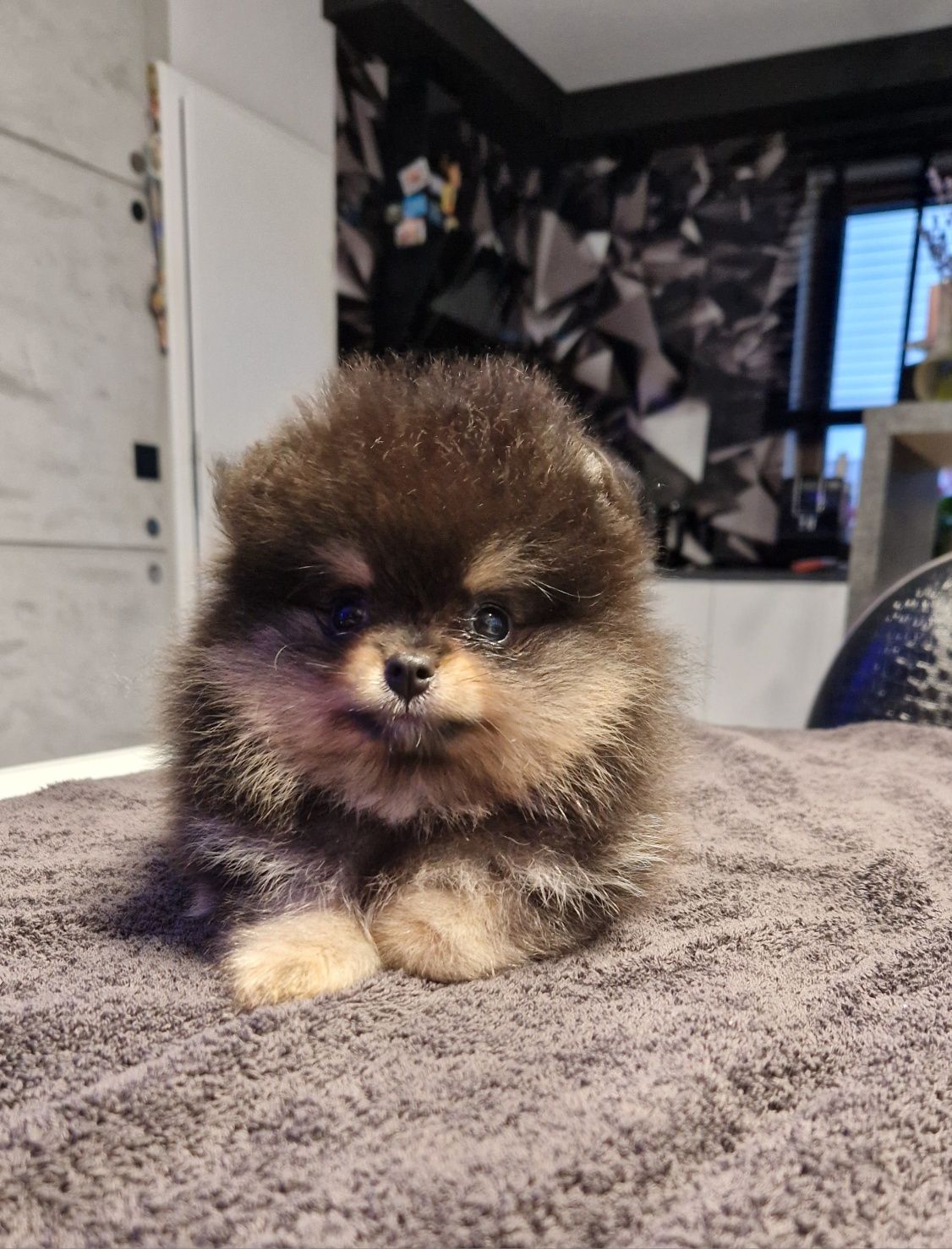 Szpic miniaturowy pomeranian