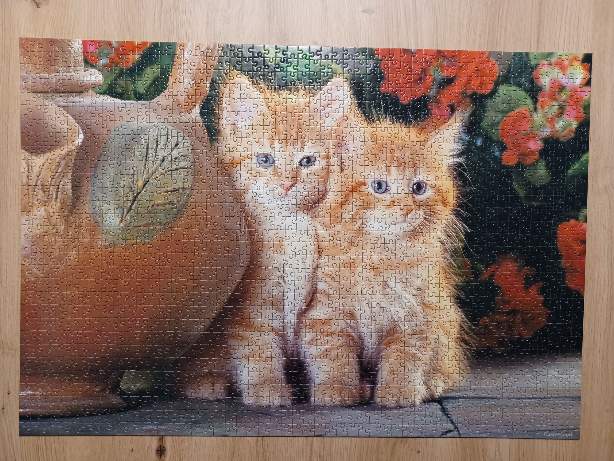 Puzzle Castorland "Red kittens" 1500